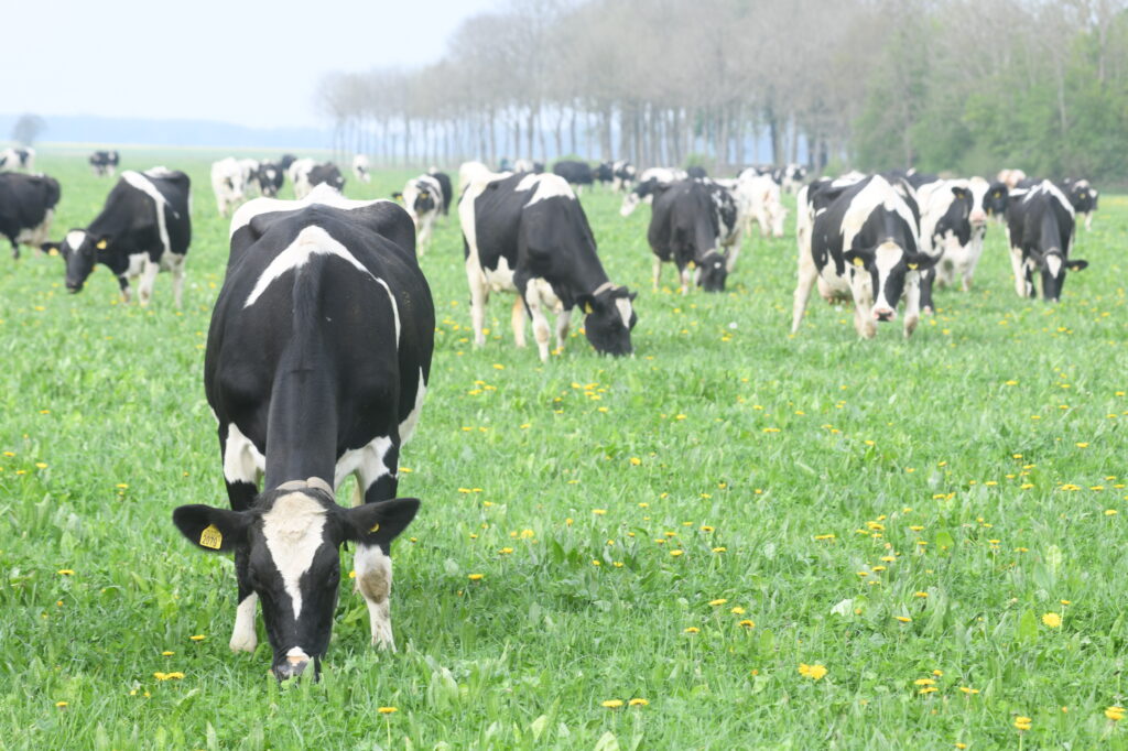 ons kruidenrijk grasland